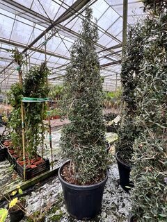 Olea europaea - Pyramide - Topf Ø 60 cm [Palette]