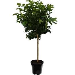 Citrus paradisi - Topf Ø 45 cm