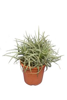 Puya venusta - Gesamthöhe 40-50 cm - Topf Ø 22 cm