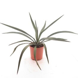 Yucca torreyi - Topf Ø 21 cm