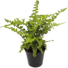 Dryopteris affinis Cristata the King - Topf 1,7 ltr