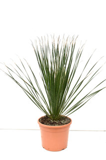 Dasylirion serratifolium - pot Ø 26 cm