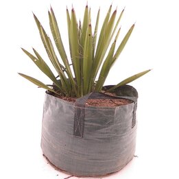Yucca faxoniana - 43 ltr [Palette]