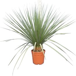 Nolina nelsonii - Hauteur total 130-150 cm - pot Ø 36 cm [palette]
