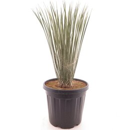 Yucca elata - Topf Ø 37 cm