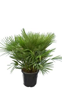 Chamaerops humilis Vulcano - Gesamthöhe 80-100 cm - Topf Ø 40 cm