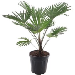 Trachycarpus wagnerianus Frosty - hauteur totale 90-110 cm - pot Ø 32 cm