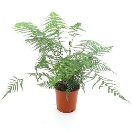 Dicksonia antarctica - Topf Ø 24 cm