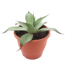 Agave ovatifolia - Topf Ø 23 cm