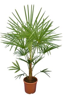 Trachycarpus sp. Nova - Topf Ø 30 cm