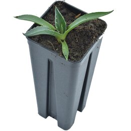 Agave montana - Topf 7 x 7 cm