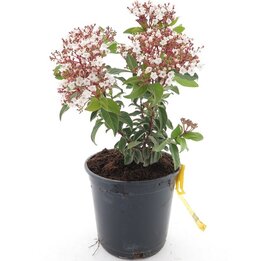 Viburnum tinus - Gesamthöhe 40-60 cm - Topf Ø 18 cm
