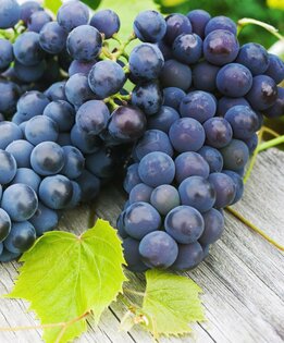 Vitis vinifera blau - Topf Ø 20 cm
