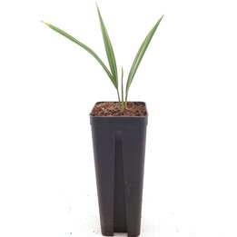 Serenoa repens Silver Form - Topf 7 x 7 cm