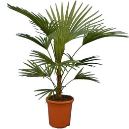Trachycarpus sp. Nova - Topf Ø 26 cm