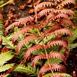 Woodwardia unigemmata - Topf Ø 24 cm