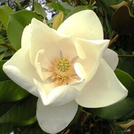 Magnolia grandiflora Nantais - Topf Ø 17 cm