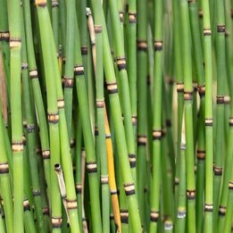 Equisetum japonicum - Topf Ø 26 cm