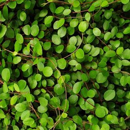 Muehlenbeckia axillaris complexa - Topf Ø 22 cm