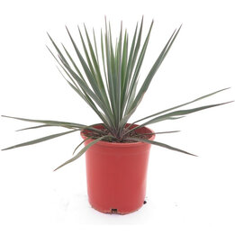 Yucca rigida - Topf Ø 21 cm
