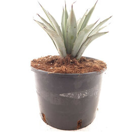Agave macroacantha Blue - Topf Ø 22 cm