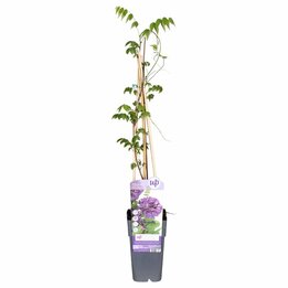 Wisteria frutescens Longwood Puple - Topf 2 ltr