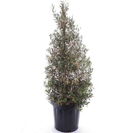 Olea europaea - Pyramide - Topf Ø 35 cm