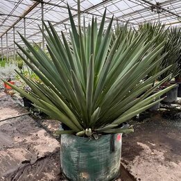 Yucca madrensis - 50 ltr [Palette]
