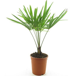 Trachycarpus fortunei Frosty - Gesamthöhe 60-80 cm - Topf Ø 21 cm