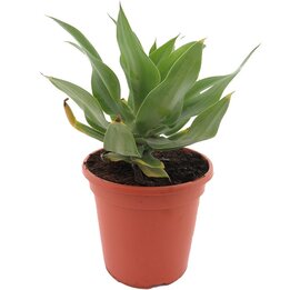 Agave attenuata - Topf 20 cm