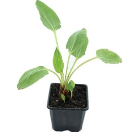 Rheum alexandrae - Topf 9 x 9 cm