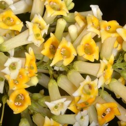 Freylinia lanceolata - Topf Ø 22 cm