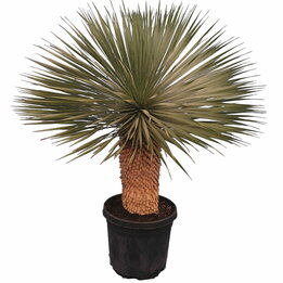 Yucca rostrata - Stamm 50-60 cm - Gesamthöhe 120-160 cm - Topf Ø 43 cm [Palette]