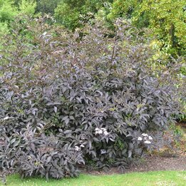 Sambucus nigra Chocolate Marzipan - pot Ø 21 cm