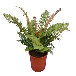 Blechnum brasiliense - Topf Ø 21 cm