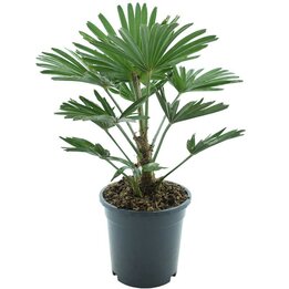 Trachycarpus wagnerianus Frosty - Topf Ø 17 cm
