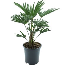 Trachycarpus wagnerianus Frosty - Topf  Ø 19 cm