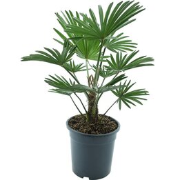 Trachycarpus wagnerianus Frosty - Topf Ø 21 cm