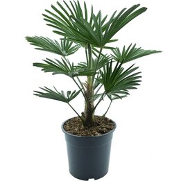 Trachycarpus wagnerianus Frosty - Topf Ø 24 cm
