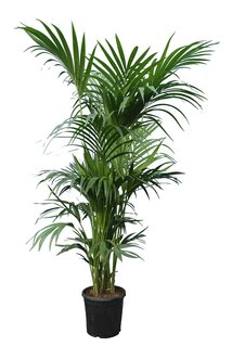 Howea forsteriana - Topf Ø 45 cm [pallet]
