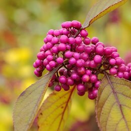 Callicarpa bodinieri Profusion - totale hoogte 100+ cm - pot Ø 21 cm