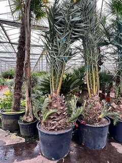 Phoenix dactylifera - Stamm 50-60 cm [Palette]