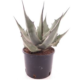 Agave havardiana - Topf Ø 22 cm