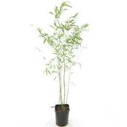 Phyllostachys humilis - Topf 14 x 14 cm