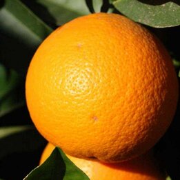 Citrus sinensis - Gesamthöhe 160-200 cm - Topf Ø 35 cm