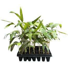 Chambeyronia macrocarpa - Tray 60