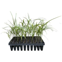 Dictyosperma album - Tray 60