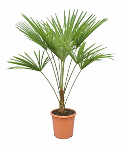 Trachycarpus fortunei - Gesamthöhe 120-140 cm - Topf Ø 26 cm