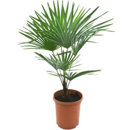 Trachycarpus princeps x wagnerianus - Topf Ø 26 cm