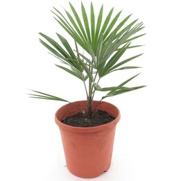 Trachycarpus princeps x wagnerianus - Topf Ø 23 cm